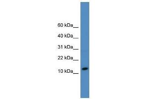 Western Blot showing SLPI antibody used at a concentration of 1-2 ug/ml to detect its target protein. (SLPI Antikörper  (N-Term))