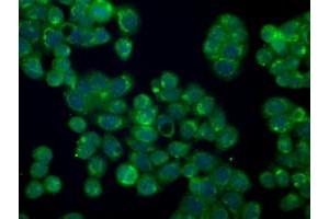 Immunofluorescent staining of HT29 cells using anti-SILV mouse monoclonal antibody (ABIN2452228). (Melanoma gp100 Antikörper)