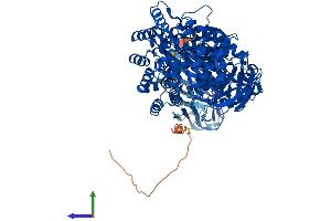 Protein Structure (PS) image for Aminopeptidase Puromycin Sensitive (NPEPPS) (AA 1-919) protein (His tag) (ABIN7555073)