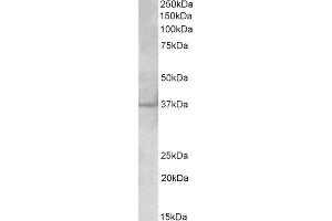 ABIN2564616 (2µg/ml) staining of Cerebral Cortex ysate (35µg protein in RIPA buffer). (PLK5 Antikörper  (AA 309-322))