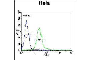 Flow cytometric analysis of Hela cells (right histogram) compared to a negative control cell (left histogram). (Trmt11 Antikörper  (C-Term))