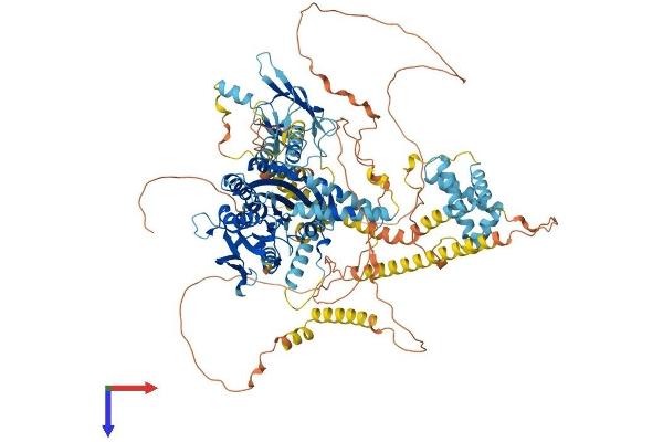 KIF1C Protein (AA 1-1103) (His tag)