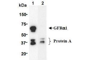 Western Blotting (WB) image for anti-GDNF Family Receptor alpha 1 (GFRA1) (AA 24-440), (Extracellular Domain) antibody (ABIN1449286) (GFRA1 Antikörper  (Extracellular Domain))