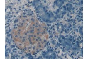 DAB staining on IHC-P; Samples: Rat Pancreas Tissue (VGF Antikörper  (AA 330-449))