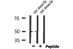 Western blot analysis of extracts from rat muscle, using EEF1A2 Antibody. (EEF1A2 Antikörper  (Internal Region))