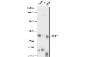 Western blot analysis of extracts of various cell lines, using BMP7 antibody (ABIN3021108, ABIN3021109, ABIN3021110 and ABIN6213955) at 1:1000 dilution. (BMP7 Antikörper  (AA 132-431))