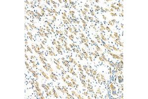 Immunohistochemistry analysis of paraffin-embedded mouse fetal rat using GBA (ABIN7074062) at dilution of 1: 2000 (GBA Antikörper)