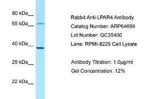Western Blotting (WB) image for anti-Lysophosphatidic Acid Receptor 4 (LPAR4) (C-Term) antibody (ABIN2789930) (LPAR4 Antikörper  (C-Term))