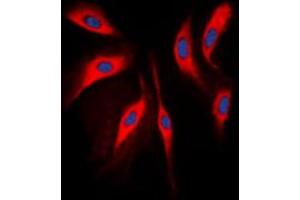 Immunofluorescence (IF) image for anti-Catechol-O-Methyltransferase (COMT) (Center) antibody (ABIN7295334)