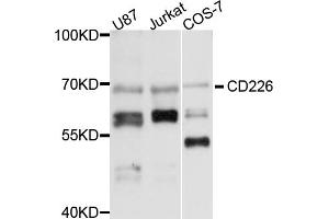 Western blot analysis of extracts of various cell lines, using CD226 antibody (ABIN6291788) at 1:1000 dilution. (CD226 Antikörper)