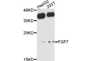 Western blot analysis of extracts of various cell lines, using FGF7 antibody (ABIN4903669) at 1:1000 dilution. (FGF7 Antikörper)
