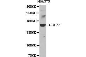 Western blot analysis of extracts of NIH3T3 cell line, using ROCK1 antibody.