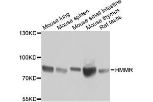 Western blot analysis of extracts of various cell lines, using HMMR antibody (ABIN5971368) at 1/1000 dilution. (HMMR Antikörper)