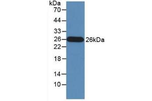 Figure. (GZMM Antikörper  (AA 26-257))