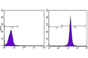 FC analysis of Hela cells using CD44 antibody (right) and negative control (left). (CD44 Antikörper)