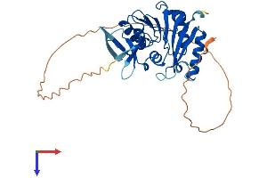 Fibrillarin Protein (FBL) (AA 1-327) (His tag)