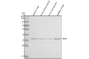 Western blot analysis of WDR5 using anti-WDR5 antibody (AZQ7ZTX2).