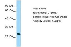 Image no. 1 for anti-PAXIP1 Associated Glutamate-Rich Protein 1 (PAGR1) (AA 38-87) antibody (ABIN6750163) (PAGR1 Antikörper  (AA 38-87))
