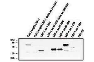 Image no. 1 for anti-Lymphoid Enhancer-Binding Factor 1 (LEF1) antibody (ABIN201548) (LEF1 Antikörper)