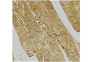 Immunohistochemical staining of human skeletal muscle using Caspase-7 antibody at 2 μg/ml. (Caspase 7 Antikörper  (C-Term))