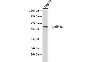 Western blot analysis of extracts of HepG2 cells, using Cyclin B1 antibody (ABIN1679460 and ABIN3015124). (Cyclin B1 Antikörper)
