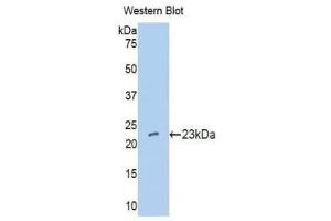 Western Blotting (WB) image for anti-Interferon, alpha 10 (IFNa10) (AA 24-189) antibody (ABIN1176586) (IFNA10 Antikörper  (AA 24-189))