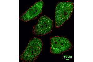 Immunofluorescent analysis of  cells, using PTTG1 Antibody (N-term) (ABIN391532 and ABIN2841485).