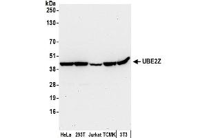 Western Blotting (WB) image for anti-Ubiquitin-Conjugating Enzyme E2Z (UBE2Z) (AA 304-354) antibody (ABIN7452987)