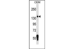 Western blot analysis using SF3B3 Antibody (C-term) Cat.