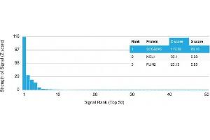 Analysis of Protein Array containing >19,000 full-length human proteins using Mammaglobin (SCGB2A2) Mouse Monoclonal Antibody (SPM518) Z- and S- Score: The Z-score represents the strength of a signal that a monoclonal antibody (MAb) (in combination with a fluorescently-tagged anti-IgG secondary antibody) produces when binding to a particular protein on the HuProtTM array. (Mammaglobin A Antikörper)