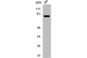 Western Blot analysis of 293 cells using Phospho-Caldesmon (S789) Polyclonal Antibody (Caldesmon Antikörper  (pSer789))
