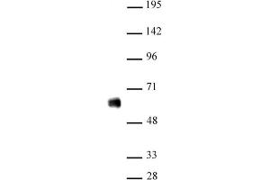 IRF-5 antibody (pAb) tested by Western blot Nuclear extract of THP-1 cells (20 µg) probed with IRF-5 antibody (1:500).