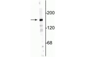 Western blot of 10 µg of rat hippocampal lysate showing specific immunolabeling of the ~180 kDa NR2A subunit. (NMDAR2A Antikörper  (N-Term))