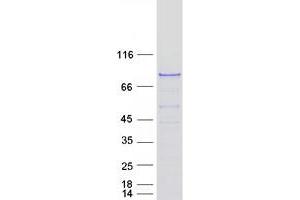 OSBPL10 Protein (Myc-DYKDDDDK Tag)