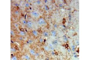 IHC-P analysis of Brain tissue, with DAB staining. (Growth Hormone 1 Antikörper  (AA 28-217))