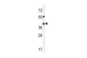 ADH4 Antibody (C-term) (ABIN654087 and ABIN2843975) western blot analysis in mouse heart tissue lysates (35 μg/lane). (ADH4 Antikörper  (C-Term))