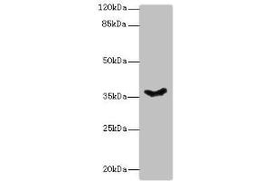 Western blot All lanes: PSG11 antibody at 12 μg/mL + Hela whole cell lysate Secondary Goat polyclonal to rabbit IgG at 1/10000 dilution Predicted band size: 38, 24 kDa Observed band size: 38 kDa (PSG11 Antikörper  (AA 7-219))