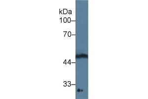 Detection of GDF11 in Rat Spinal cord lysate using Monoclonal Antibody to Growth Differentiation Factor 11 (GDF11) (GDF11 Antikörper  (AA 138-386))