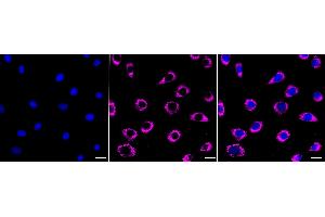 anti-Fatty Acid Amide Hydrolase (FAAH) antibody
