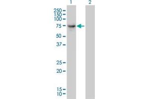 Western Blot analysis of DNAI2 expression in transfected 293T cell line by DNAI2 monoclonal antibody (M01), clone 1C8. (DNAI2 Antikörper  (AA 1-593))