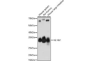 Western blot analysis of extracts of various cell lines, using H2-Ab1 antibody (ABIN7267665) at 1:1000 dilution. (H2-AB1 Antikörper)