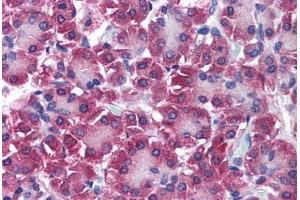 Human Pancreas (formalin-fixed, paraffin-embedded) stained with DUT antibody ABIN290266 at 5 ug/ml followed by biotinylated secondary antibody, alkaline phosphatase-streptavidin and chromogen. (Deoxyuridine Triphosphatase (DUT) (AA 1-52) Antikörper)