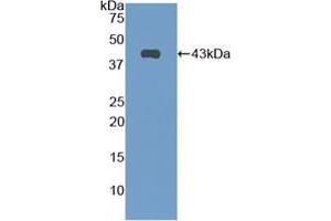 Western blot analysis of recombinant Mouse CNP. (NPPC Antikörper  (AA 30-126))