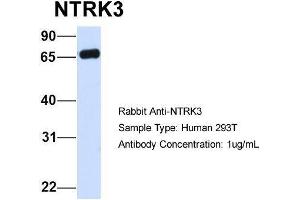 Host:  Rabbit  Target Name:  NTRK3  Sample Type:  Human 293T  Antibody Dilution:  1. (NTRK3 Antikörper  (C-Term))