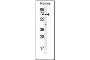 Western blot analysis of PNLDC1 Antibody (C-term) in Ramos cell line lysates (35ug/lane). (PNLDC1 Antikörper  (C-Term))