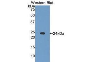 Western Blotting (WB) image for anti-Caspase 7, Apoptosis-Related Cysteine Peptidase (CASP7) (AA 24-198) antibody (ABIN1858252) (Caspase 7 Antikörper  (AA 24-198))