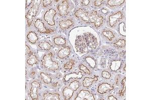 Immunohistochemical staining of human kidney with CGNL1 polyclonal antibody  shows strong luminal membranous positivity in renal tubules at 1:1000-1:2500 dilution. (CGNL1 Antikörper)