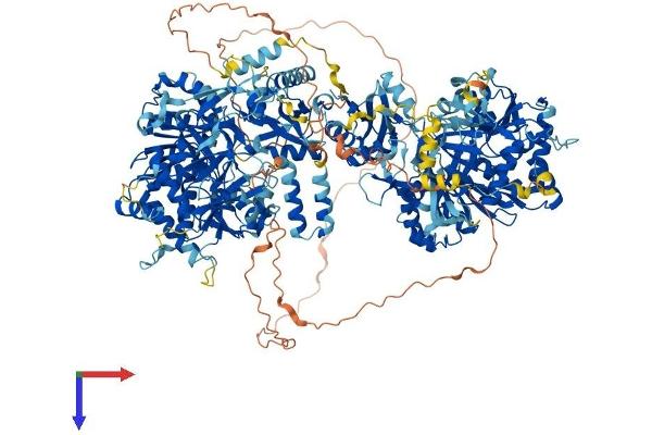 DIP2A Protein (AA 1-1571) (His tag)