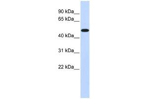 WB Suggested Anti-PDK2 Antibody Titration:  0. (PDK2 Antikörper  (Middle Region))