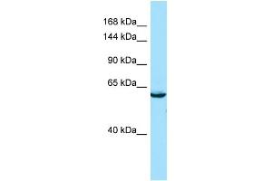 Western Blotting (WB) image for anti-SEC16 Homolog B (SEC16B) (C-Term) antibody (ABIN2790309)